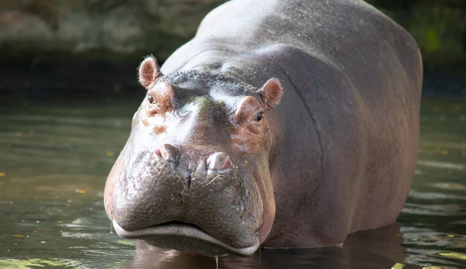 Kolumbia. Hipopotamy Escobara nie zostaną uśpione? Sąd uznał je za osoby prawne