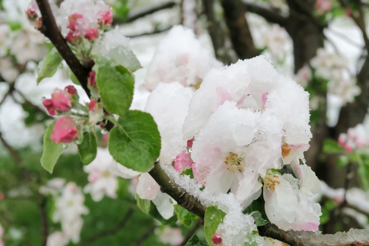 IMGW ostrzega przed przymrozkami. Alerty wydano dla wszystkich szesnastu województw. "W całym kraju czeka nas przymrozek; w obszarach podgórskich temperatura może spaść nawet do -7 st. C" – mówi synoptyk IMGW-PIB Szymon Ogórek.