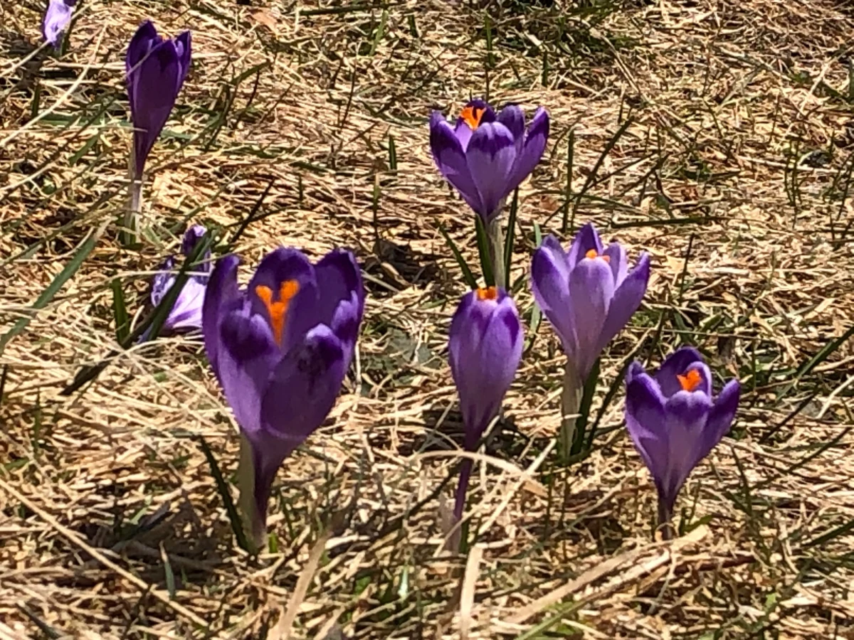 Niemal miesiąc później niż w poprzednich latach, ale wreszcie są! Na Polanie Chochołowskiej w Tatrach pojawiły się pierwsze krokusy.