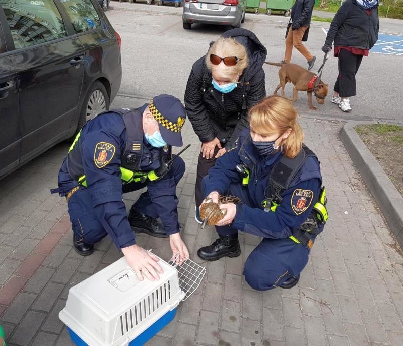 /Straż Miejska w Warszawie