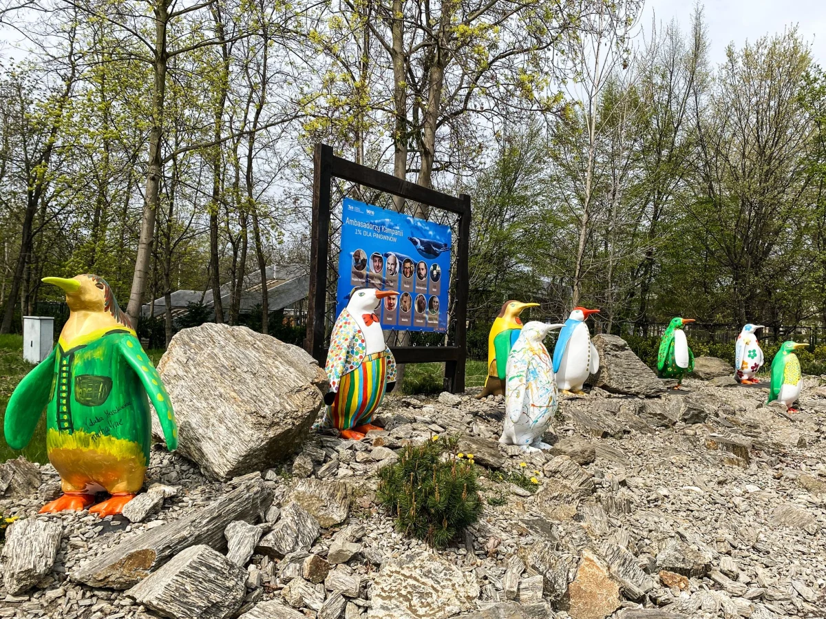 Jak wygląda pingwin malowany ręką Piotra Gąsowskiego, Roberta Makłowicza czy Filipa Chajzera? We wrocławskim zoo od dziś można podziwiać Pingwinią Aleję Gwiazd, czyli ekspozycję figur malowanych przez znanych Polaków. Jak podkreślają pracownicy zoo - to nie tylko dodatkowa atrakcja na terenie ogrodu, ale też doskonała podpowiedź dla tych, którzy jeszcze nie wiedzą, na co przeznaczyć 1 proc. z podatku podczas rozliczania się z fiskusem.
