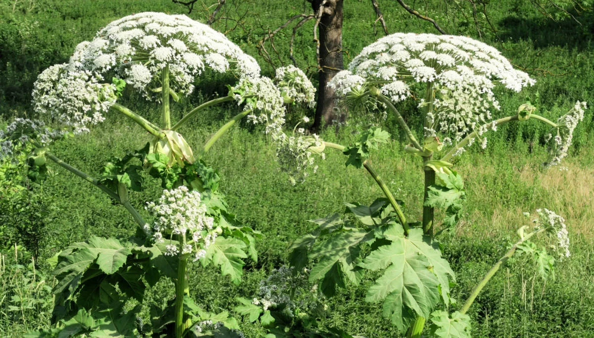 Polski rząd stworzy listę gatunków inwazyjnych, które zagrażają rodzimej florze i faunie - poinformowała PAP wiceminister klimatu i środowiska Małgorzata Golińska.