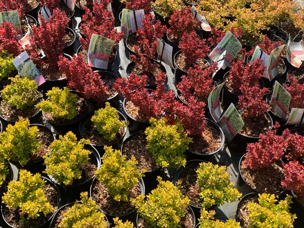 ​Wiosna to doskonały czas na prace w ogrodzie... albo na własnym balkonie. Czasy, kiedy w doniczkach królowały wyłącznie pelargonie, odszedł do lamusa. Teraz możliwości jest znacznie więcej, nawet jeśli mamy za zadanie zaaranżować niewielką przestrzeń.