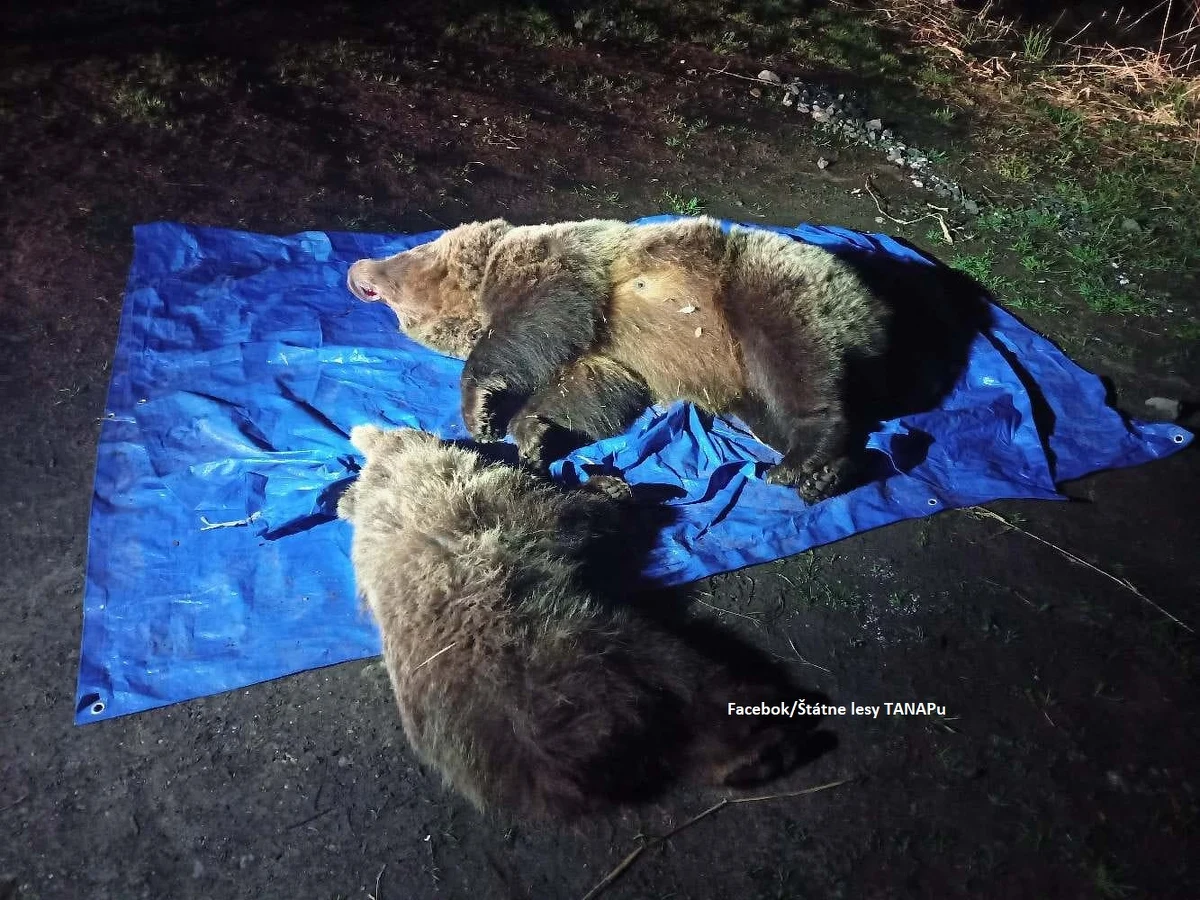 Słowaccy przyrodnicy zastrzelili w nocy z niedzieli na poniedziałek dwa niedźwiedzie, które podchodziły pod popularny hotel górski w Dolinie Wielickiej pod Gerlachem w Tatrach.
