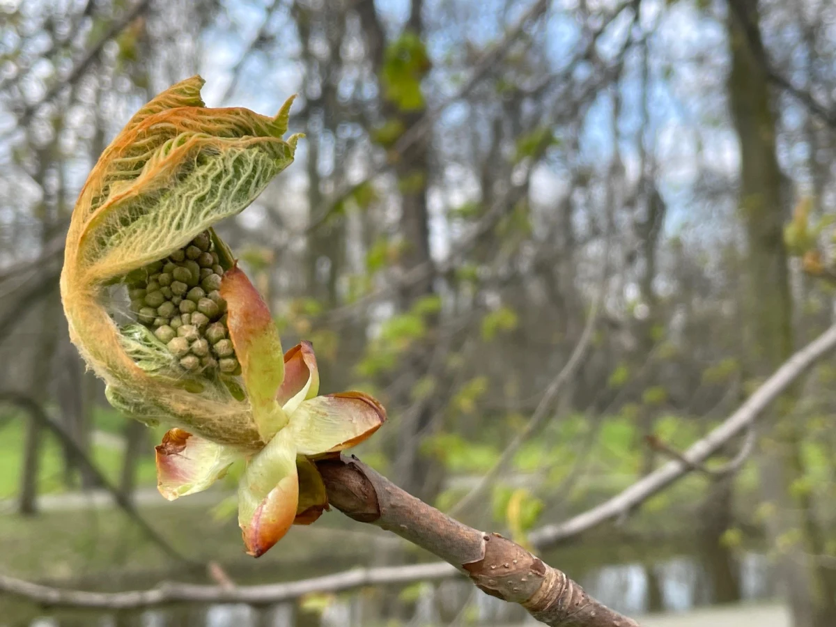 W tym roku natura spłatała figla maturzystom. Zabraknie ważnego symbolu - nie kwitną kasztanowce! W porównaniu do ubiegłego roku, przyroda opóźnia się o 2 tygodnie. Jak wytłumaczyć to zjawisko?