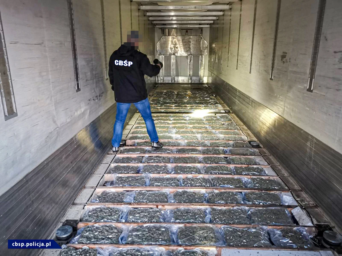 Policjanci z Zarządu w Łodzi CBŚP wspólnie z funkcjonariuszami dolnośląskiej Krajowej Administracji Skarbowej przejęli 154 kg marihuany. Narkotyki warte ok. 4,5 mln zł zostały przemycone do Polski z Hiszpanii w transporcie z kalafiorami. Na razie aresztowano dwóch kierowców, którzy na zmianę prowadzili ciężarówkę oraz właściciela firmy. 