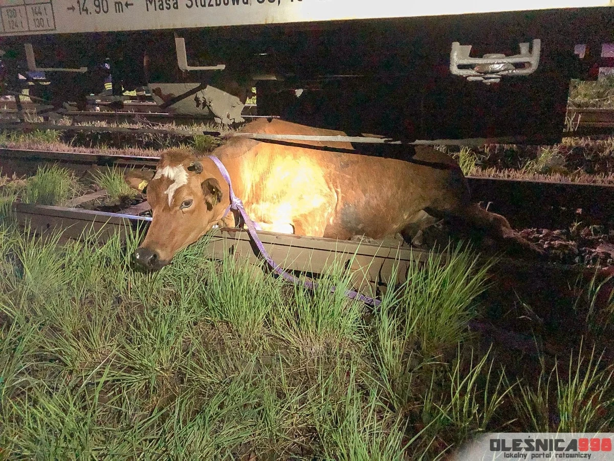 W nocy z środy na czwartek w Bierutowie niedaleko Oleśnicy na Dolnym Śląsku pociąg potrącił dwie krowy. Jedna z nich utknęła pod kołami składu. Wyciągać musieli ją strażacy.