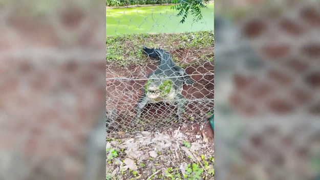 Malcolm Douglas Crocodile Park w zachodniej Australii to miejsce, w którym można podziwiać krokodyle. Są tam m.in. przedstawiciele największego i najgroźniejszego krokodyla różańcowego. Pewien mężczyzna miał okazję przekonać się o waleczności tych gadów. Gdy zbliżył się do gniazda krokodyla, samica bez wahania ruszyła w jego kierunku. Jej ostrzegawcze kłapnięcia zostały powstrzymane przez siatkę, ale strach pomyśleć co by było, gdyby jej nie było!