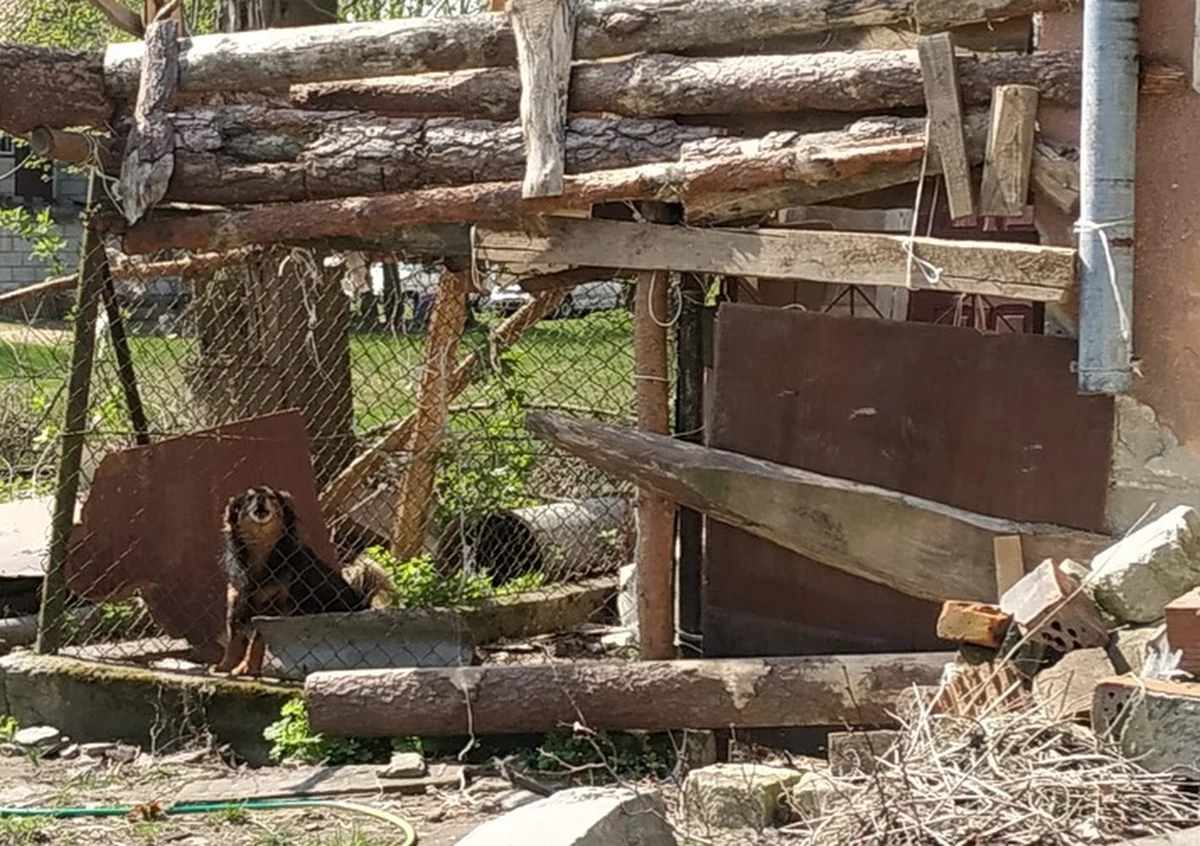Policja zatrzymała 40-letniego mieszkańca gminy Biała Podlaska w woj. lubelskim, którego dwa psy pogryzły 10-letniego chłopca. Dziecko trafiło do szpitala.