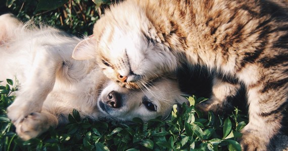U 31 proc. domowych psów i 40 proc. kotów naukowcy wykryli SARS-CoV-2 po diagnozie ich właścicieli. Z wyższym ryzykiem infekcji wiązała się m.in. sterylizacja zwierzęcia. Tak mówi wyniki badań przeprowadzonych przez naukowców z Rio de Janerio.
