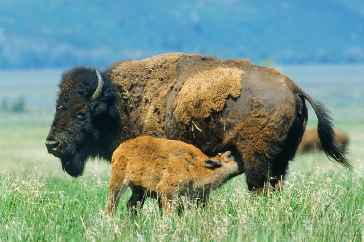 45 tys. osób zgłosiło się do odstrzelenia 12 bizonów w Parku Narodowym Wielkiego Kanionu. Urzędnicy Służby Parków Narodowych chcą zmniejszyć liczebność stada, które według nich uszkodziło roślinność, stanowiska archeologiczne i wodopoje - podał "The New York Times".