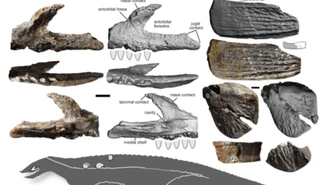 Opolskie: W Kocurach odkryto nowego prehistorycznego gada