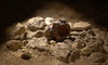 Niezwykłe odkrycie we Włoszech. Znaleźli szczątki neandertalczyków