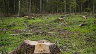 Lubuskie: Ścięte drzewo przygniotło 73-latka. Mężczyzna nie żyje