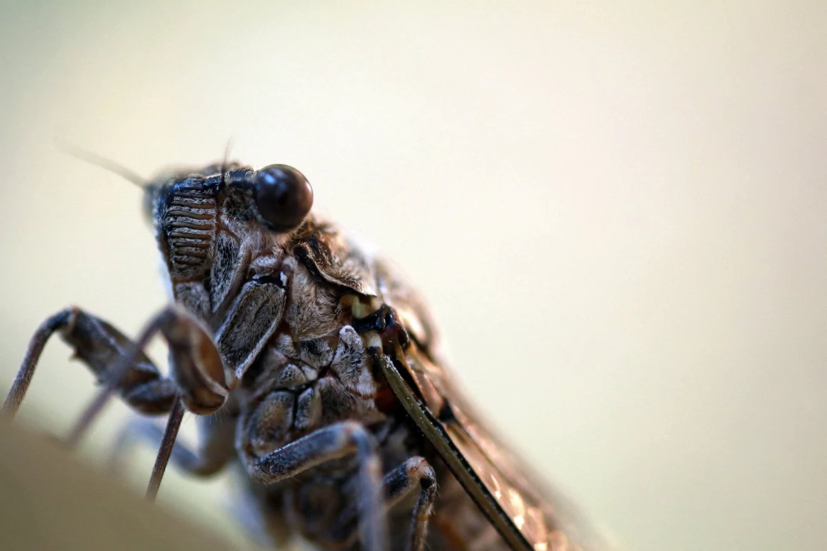 Miliardy cykad Brood X, które żyły pod ziemią przez ostatnie 17 lat, w najbliższym czasie wyjdą na powierzchnię. Naukowcy zapowiadają, że roje owadów pojawią się głównie na wschodnim wybrzeżu Stanów Zjednoczonych. W mediach społecznościowych internauci już zaczęli publikować pierwsze zdjęcia i nagrania, które pokazują, jak zwierzęta wydostają się na powierzchnię. 