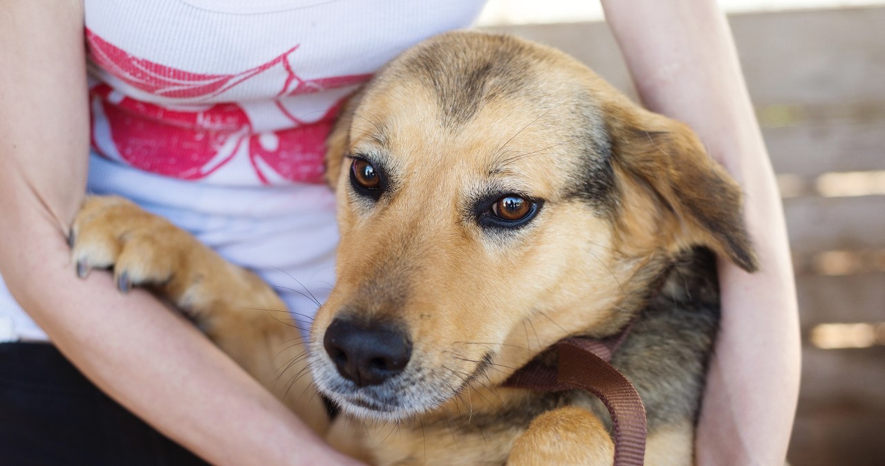 Masowe adopcje psów ze schronisk. Piękny odruch czy problem?