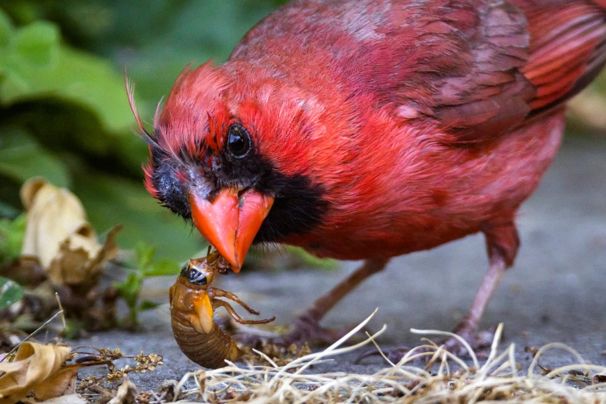 Stany Zjednoczone przeżywają inwazję cykad Brood X. Miliardy owadów wychodzą na powierzchnię po 17 latach spędzonych pod ziemią. Korzystają z tego ptaki i gryzonie, dla których cykady są pożywieniem.