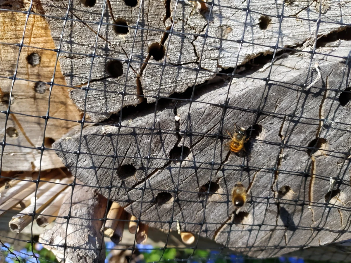 "Raj dla pszczół" chce stworzyć działająca w wielkopolskiej Pile Fundacja - nomen omen - Pszczoła, od roku prowadząca w tym mieście jedyną w kraju, otwartą pasiekę edukacyjną. Organizacja ma poważne plany na jej rozbudowę, dlatego dziś w Światowym Dniu Pszczoły rozpoczęła internetową akcję opatrzoną hasztagiem #BeeAHero, w ramach której chce uczyć specyfiki życia tych niezwykłych owadów i apelować o wsparcie przy rozbudowie pilskiej pasieki. 