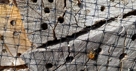 "Raj dla pszczół" chce stworzyć działająca w wielkopolskiej Pile Fundacja - nomen omen - Pszczoła, od roku prowadząca w tym mieście jedyną w kraju, otwartą pasiekę edukacyjną. Organizacja ma poważne plany na jej rozbudowę, dlatego dziś w Światowym Dniu Pszczoły rozpoczęła internetową akcję opatrzoną hasztagiem #BeeAHero, w ramach której chce uczyć specyfiki życia tych niezwykłych owadów i apelować o wsparcie przy rozbudowie pilskiej pasieki. 