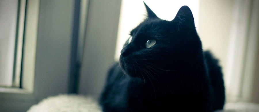 W niedzielę warszawskie Schronisko Na Paluchu organizuje akcję darmowego czipowania kotów. Będzie się ona odbywać w godzinach od 12 do 16 przy ul. Grochowskiej 262, czyli w Dzielnicowym Biurze Finansowania Oświaty. "Kochasz swojego kota? Podaruj mu wyjątkowy prezent – tożsamość" - podkreślają organizatorzy.

