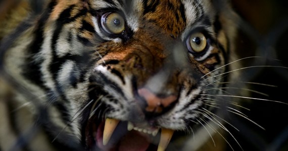 China: Tigrii și-au mușcat tutorele și au scăpat din parcul de distracții