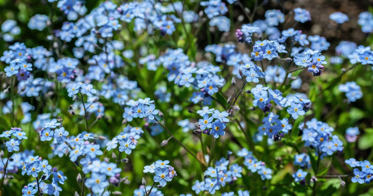Błękitny dywan gwarantowany. Jak dbać o niezapominajki?
