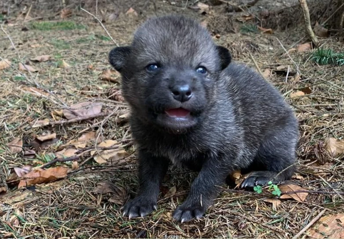 Turyści znaleźli na szlaku w Beskidach szczenię wilka, które zabrali. Ostatecznie trafiło do bielskiego ośrodka rehabilitacji dzikich zwierząt i wkrótce wróci do watahy. 