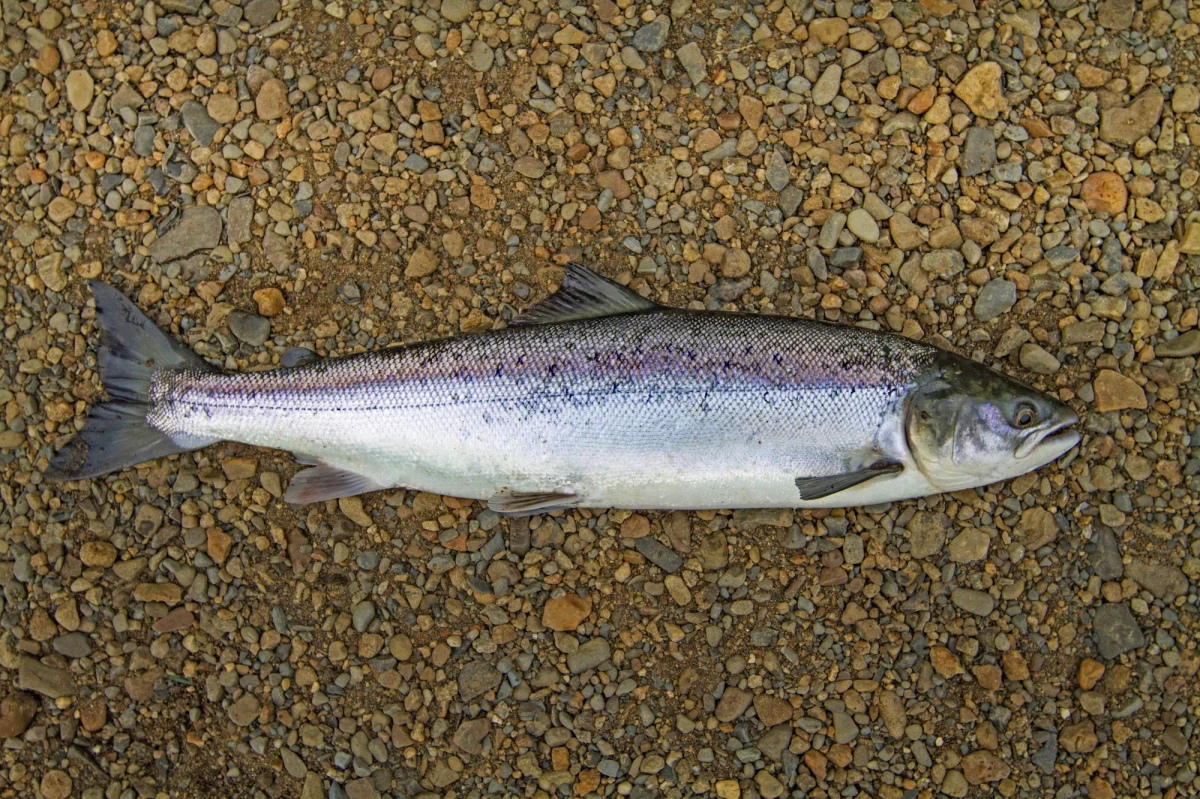 Wirus atakujący łososie rozprzestrzenił się z hodowli atlantyckich na łososia dzikiego z Pacyfiku – informują naukowcy na łamach pisma „Science Advances”.