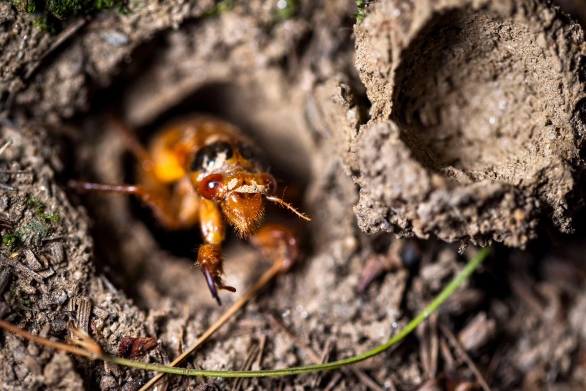 Stany Zjednoczone przeżywają inwazję cykad Brood X. Miliardy owadów wychodzą na powierzchnię po 17 latach spędzonych pod ziemią. W mediach społecznościowych pojawiły się zdjęcia i nagrania, które pokazują to wyjątkowe zjawisko. Zobaczcie! 