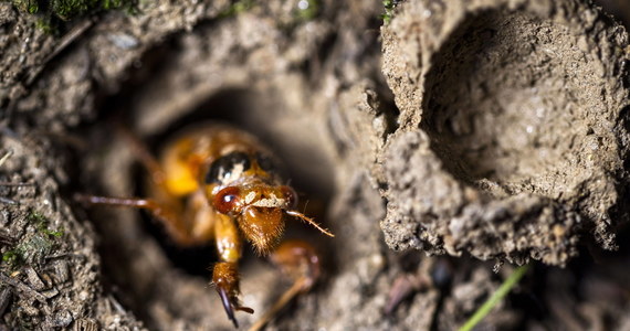 Stany Zjednoczone przeżywają inwazję cykad Brood X. Miliardy owadów wychodzą na powierzchnię po 17 latach spędzonych pod ziemią. W mediach społecznościowych pojawiły się zdjęcia i nagrania, które pokazują to wyjątkowe zjawisko. Zobaczcie! 