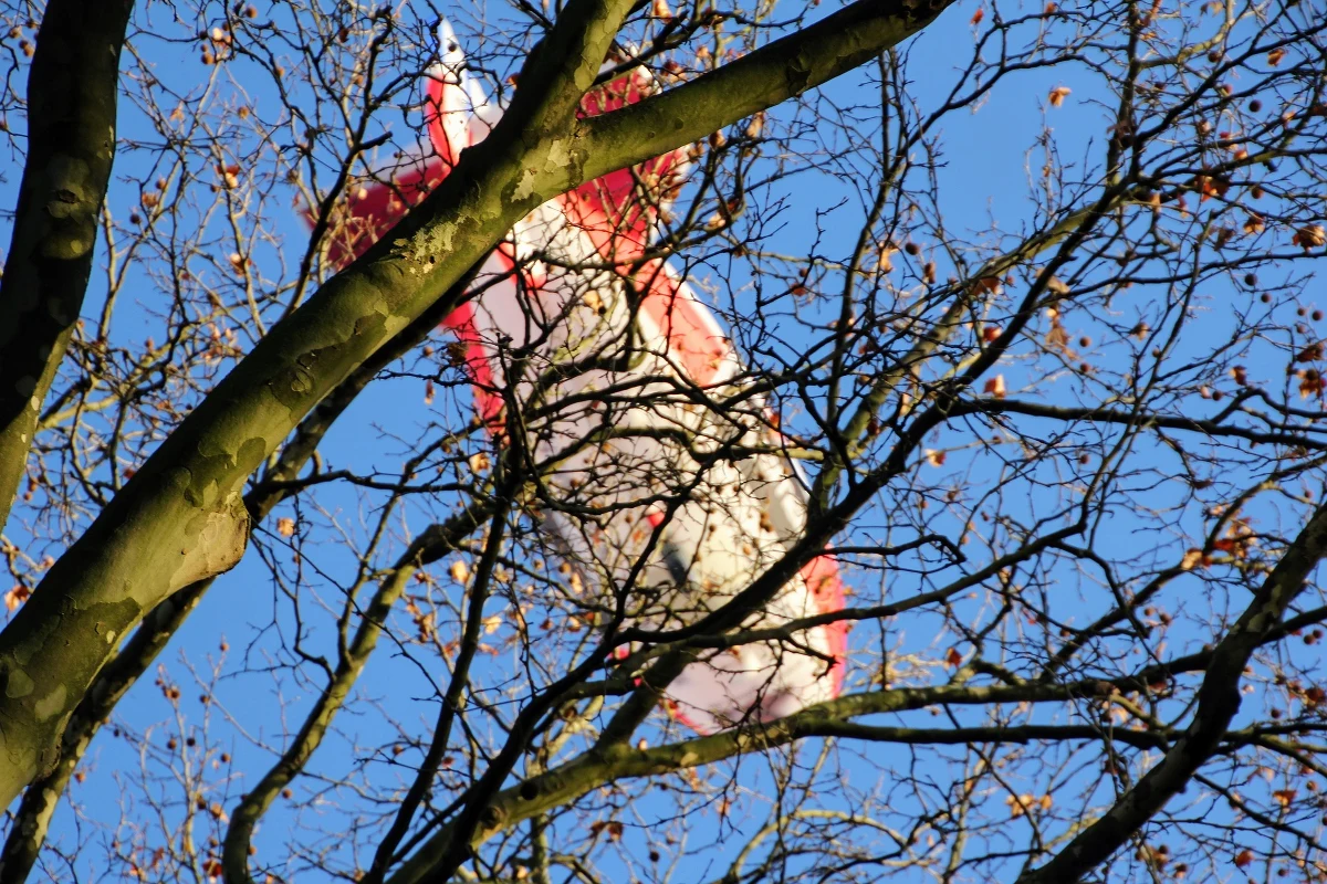Sterowcem między Liverpoolem a Belfastem. Rozpoczęły się wstępne prace nad otwarciem połączenia, które umożliwiłoby nowatorski transport pasażerski między Wielką Brytanią a Irlandia Północną. No właśnie, nowatorski czy raczej retro?