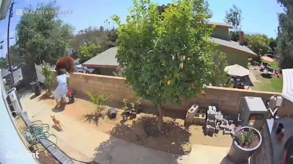 Hailey Morinico, 17-latka z Kalifornii, nie wahała się ani chwili, kiedy zobaczyła, jak na podwórku koło domu niedźwiedź walczy z jej psami. Wybiegła na zewnątrz, odepchnęła drapieżnika i zabrała czworonogi do środka.