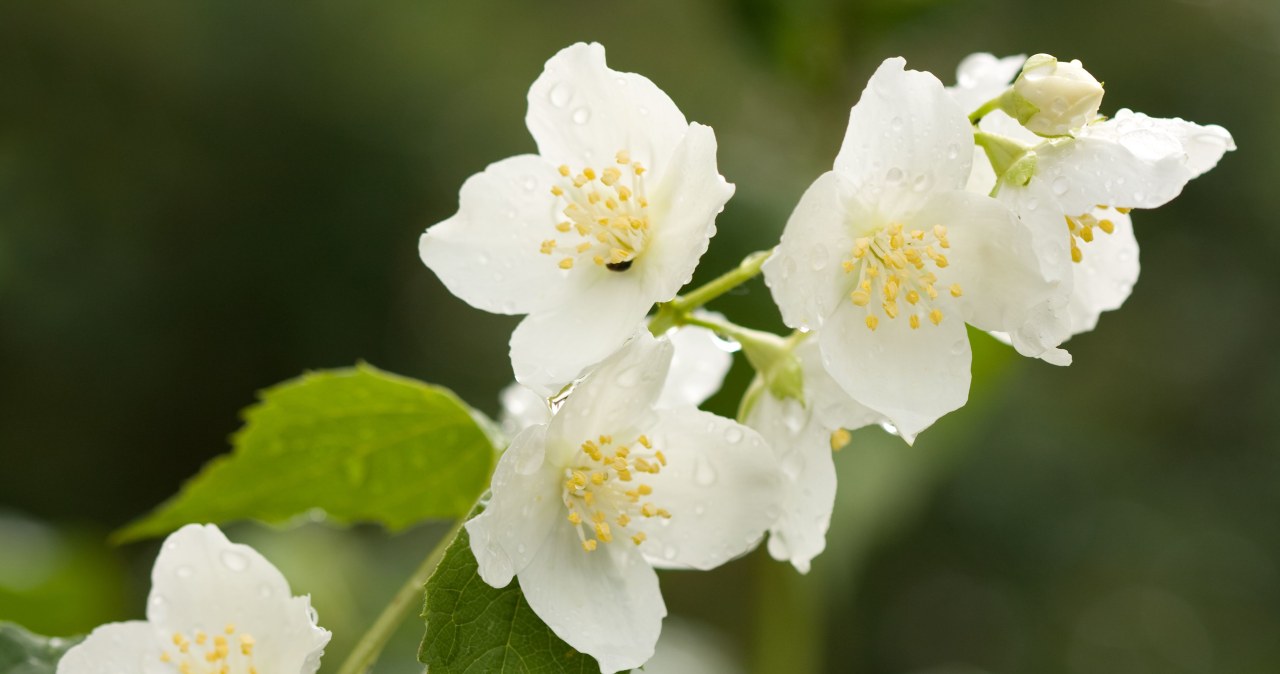 Postaw tę roślinę obok łóżka w sypialni. Ukoi cię do snu, jak kołyska