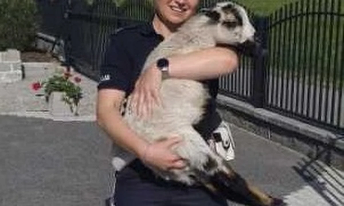 Policjanci z Przeworska na Podkarpaciu pomogli przestraszonej owieczce, która biegała po jednej z ulic tego miasta. Zwierzę przekazano straży miejskiej i czeka teraz na zgłoszenie się właściciela. 