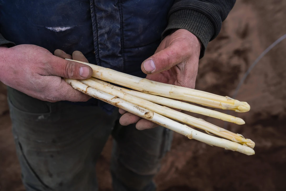 Na południu Holandii policja odkryła i zlikwidowała obóz, w którym kilkudziesięciu Rumunów, pracujących przy zbiorze szparagów, mieszkało w "przerażających i niebezpiecznych" warunkach. Według lokalnych władz niektórzy z nich mogli być nawet bici. 