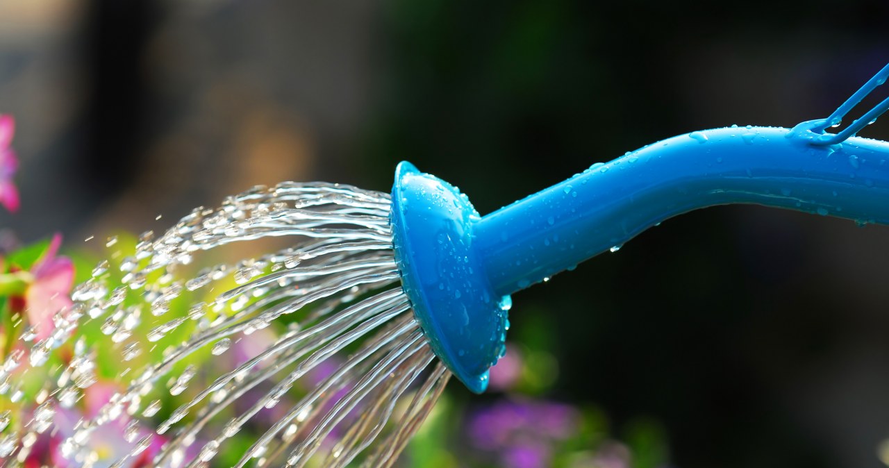 To najgorszy moment na podlewanie ogrodu. Zniszczysz rośliny bardziej niż susza