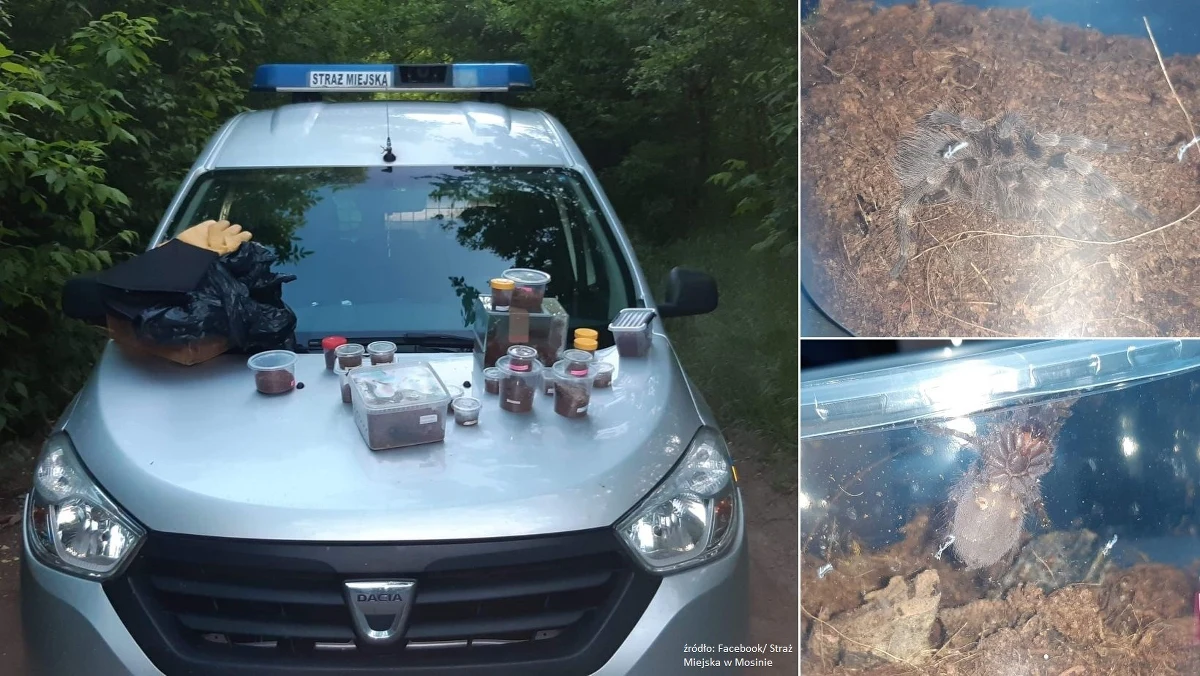 Niecodzienne znalezisko w Wielkopolsce. Mieszkanka Mosiny podczas spaceru po lesie zauważyła dziwne pudełka. Okazało się, że są to pająki. "Prawdopodobnie jadowite" - przekazała tamtejsza straż miejska. 