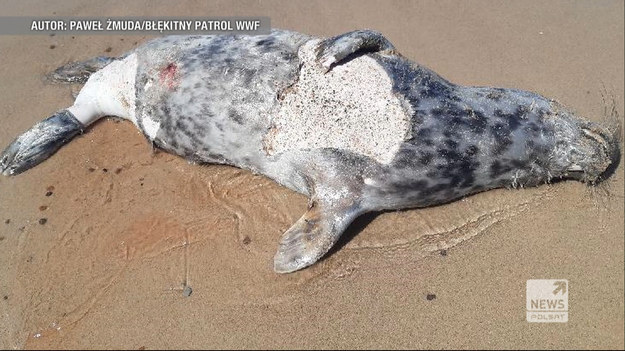 Nad Bałtykiem znaleziono martwe foki. Najprawdopodobniej zaplątały się w sieci rybackie i sztorm je wyrzucił na brzeg morza.Materiał zawiera drastyczne ujęcia.