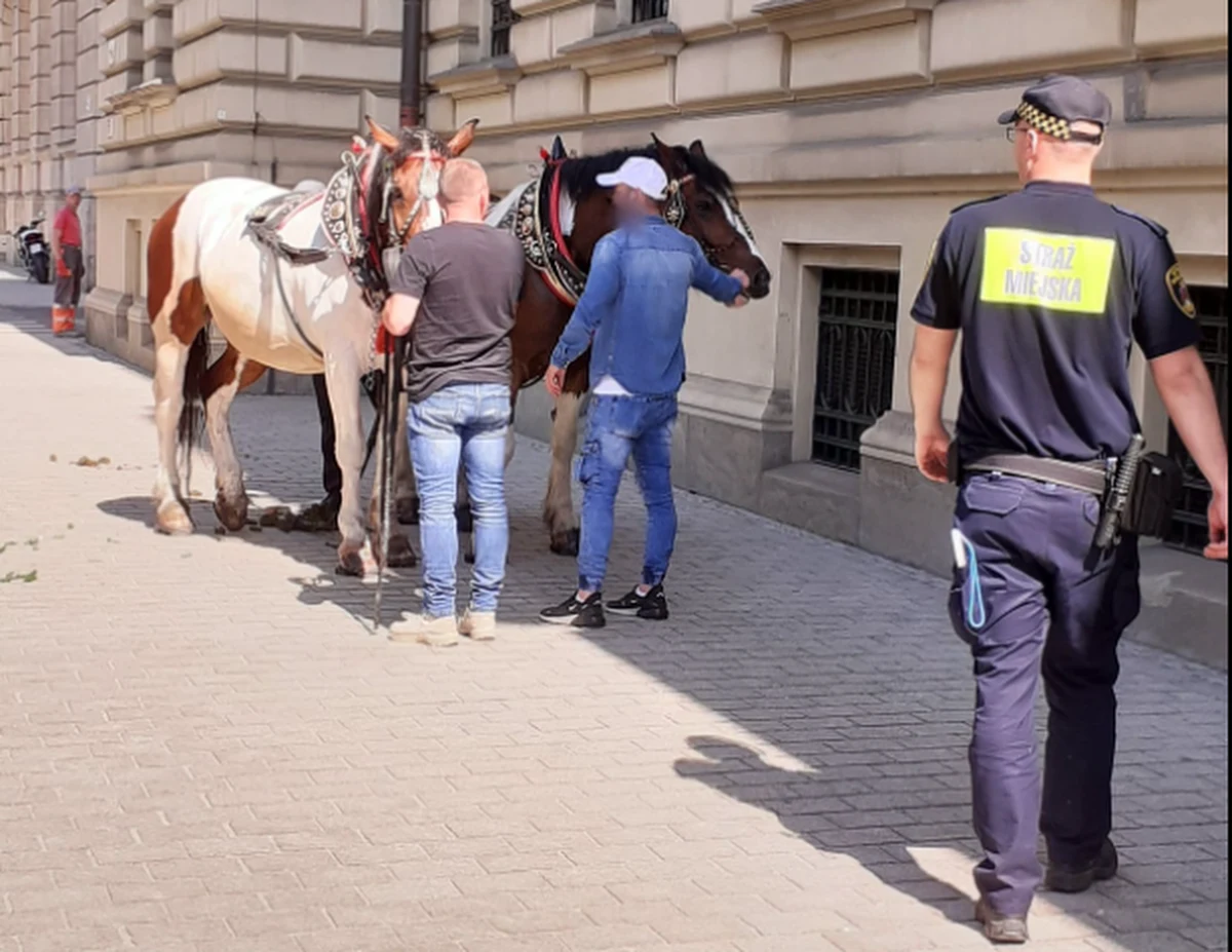 Krakowska policja będzie wyjaśniać niebezpieczną sytuację, która wydarzyła się w centrum miasta - rozpędzone konie wraz z dorożką bez woźnicy biegły ulicą Szpitalną. Zwierzęta zostały zatrzymane przez strażników miejskich. "Serce wielkiego miasta nie jest właściwym miejscem do wykorzystywania koni dorożkarskich w celach rozrywkowych" -  przekonuje Krakowskie Stowarzyszenie Obrony Zwierząt.