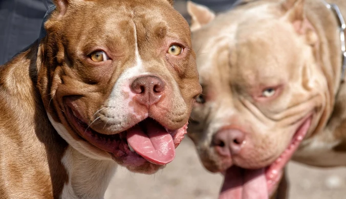 Elizówka: Atak amstaffów, zagryzły maltańczyka na oczach właścicielki 