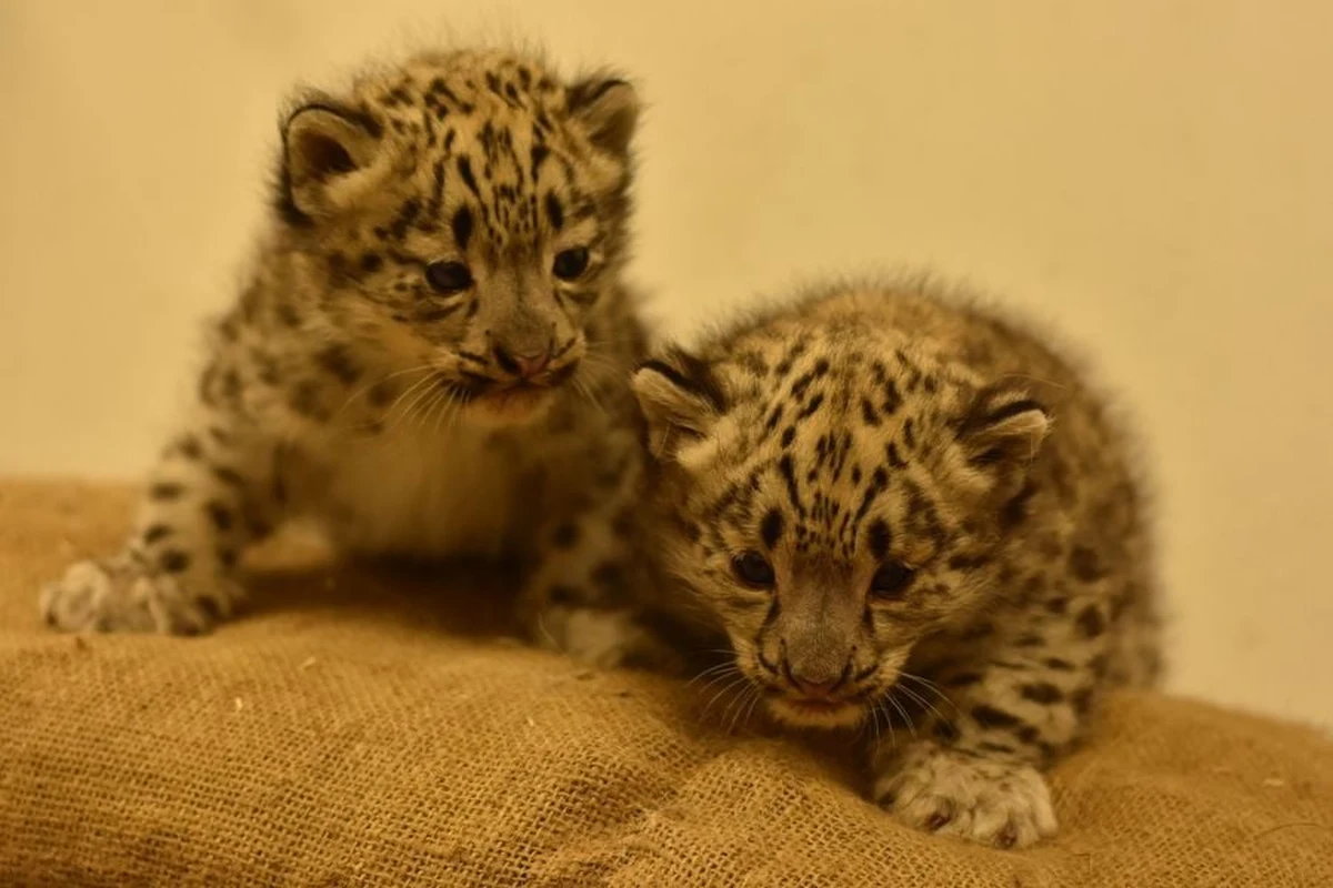W płockim ogrodzie zoologicznym urodziły się dwie pantery śnieżne. Jak ogłosiła w piątek placówka, bliźniacze kocięta, które przyszły tam na świat, to samce. Pantery śnieżne objęte są Europejskim Programem Hodowli Gatunków Zagrożonych Wyginięciem.