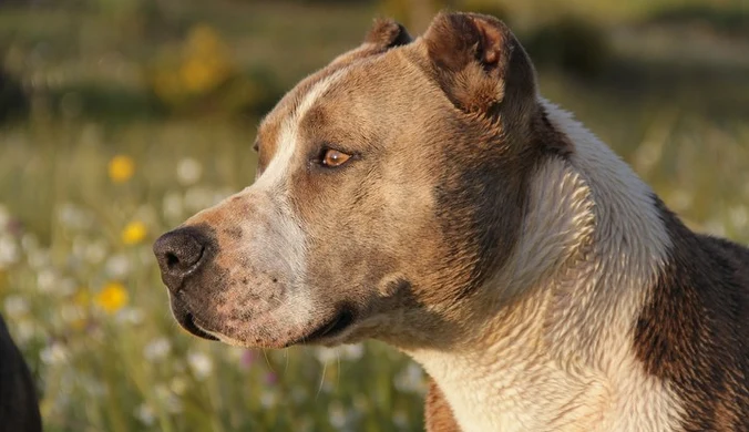 Amstaff pogryzł 3,5-letnią dziewczynkę. Trafiła do szpitala