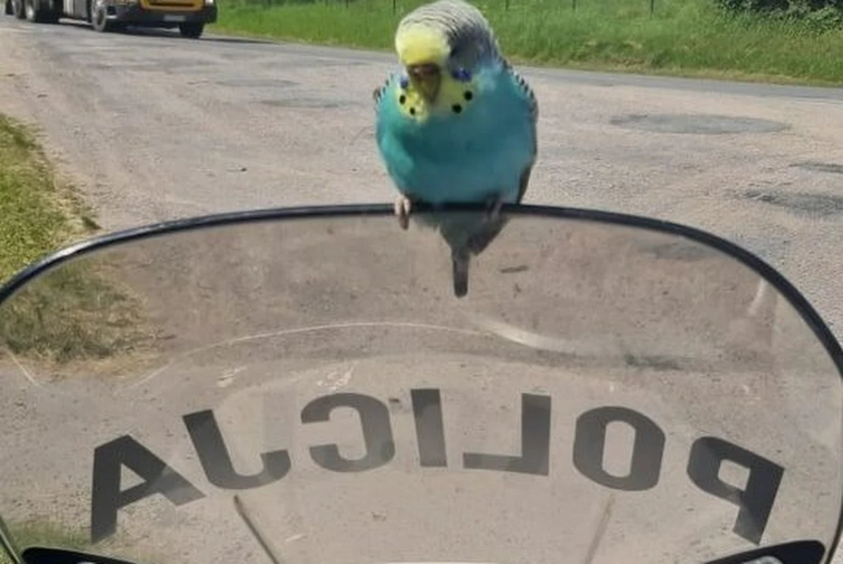 Jarosławscy policjanci ruchu drogowego mieli okazję uczestniczyć w dość nietypowej interwencji. W trakcie służby w Łapajówce na Podkarpaciu na ich motocyklu usiadła papuga. 