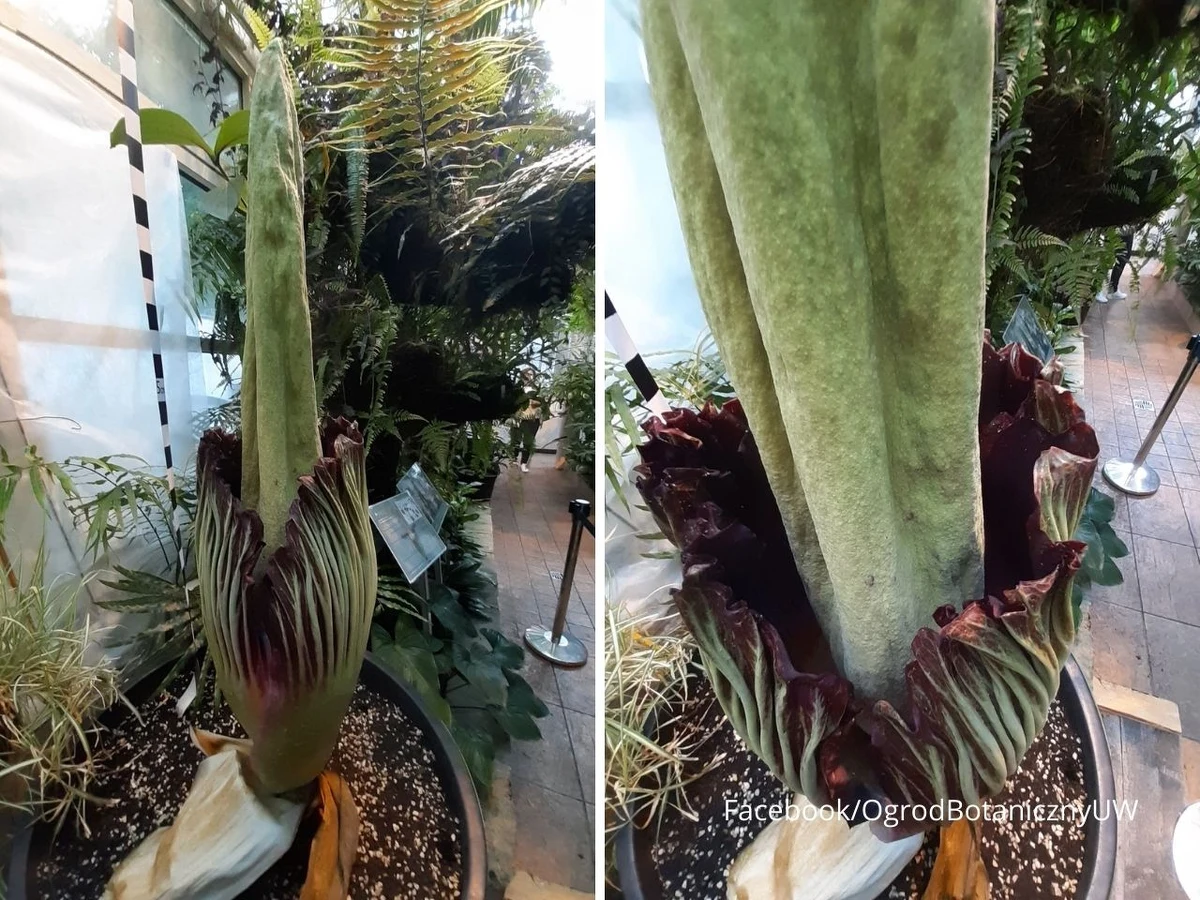 "Na ten moment czekaliśmy wszyscy. Zaczęło się! Nasze dziwidło olbrzymie (Amorphophallus titanum) dziś rozkwitnie" - poinformował w niedzielę stołeczny Ogród Botaniczny Uniwersytetu Warszawskiego. Transmisja on-line z tego wydarzenia będzie dostępna na fanpage Ogrodu Botanicznego UW. W tym roku dziwidło rozkwitło na razie tylko w Filadelfii. 