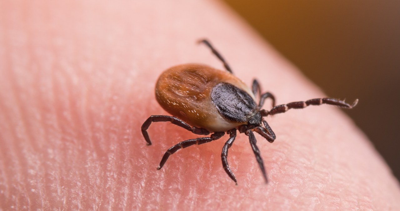 Tak gwałtownie wypatrzysz kleszcza. Banalny sposób, o którym mało kto wie