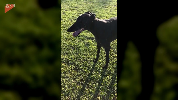 Pies o imieniu Tommy został nagrany w trakcie beztroskiej zabawy w parku. Należący do rasy greyhound czworonóg biegał jak szalony i skakał radośnie w kałuży. Taki widok z pewnością poprawi wam humor!