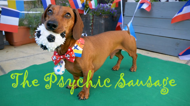 Pies przewidujący Mistrzostwa Świata 2018 „The Psychic Sausage” powrócił na Mistrzostwa Europy, przewidując zwycięzców kluczowych gier, wybierając swoje ulubione narodowe jedzenie.   

Jamnik R2D2 ma dwie próby - Jeśli dwa razy wybierze to samo jedzenie, ta drużyna wygrywa, jeśli wybierze inne jedzenie w drugiej próbie, to remis.

Tym razem uznał, że niemiecki Frankfurter jest za smaczny, wybierając go dwukrotnie zamiast francuskiego Brie.

Wszystkie składniki zostały w razie potrzeby zmienione, aby zapewnić bezpieczeństwo ich spożywania przez psy.

Żródło: Copyright 2021 Associated Press/ SNTV
