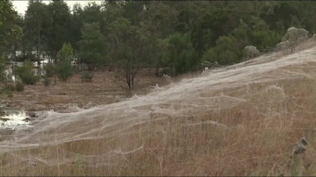 Ogromne obszary buszu w Gippsland w australijskim stanie Wiktoria pokryła pajęcza sieć. Ulewne deszcze i powódź zmusiły tysiące pająków do ucieczki z rozmokłego gruntu na wyższy poziom.