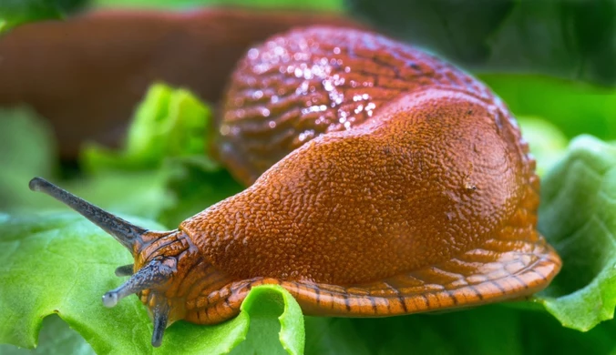 Te ekologiczne sposoby pomogą przegnać ślimaki z ogrodu. Podpowiadamy