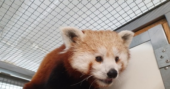 Warszawskie zoo ma nową mieszkankę. To samiczka pandki rudej. Zwierzę ma rok i nazywa się Nanu. Ogród zoologiczny poinformował o tym na Facebooku.